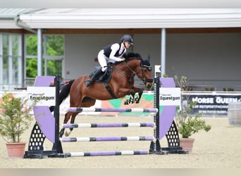Oostenrijks warmbloed, Ruin, 11 Jaar, 165 cm, Bruin