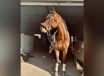 Oostenrijks warmbloed, Ruin, 11 Jaar, 165 cm, Bruin