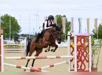 Oostenrijks warmbloed, Ruin, 11 Jaar, 165 cm, Bruin
