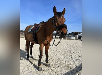 Oostenrijks warmbloed, Ruin, 11 Jaar, 165 cm, Bruin