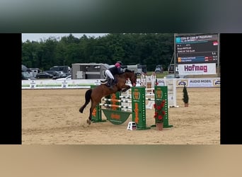 Oostenrijks warmbloed, Ruin, 11 Jaar, 168 cm, Bruin