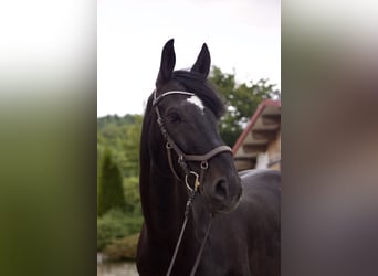Oostenrijks warmbloed, Ruin, 11 Jaar, 174 cm, Zwart