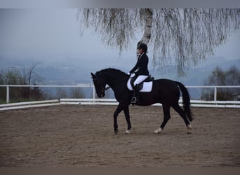 Oostenrijks warmbloed, Ruin, 14 Jaar, 164 cm, Zwart