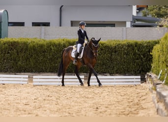 Oostenrijks warmbloed, Ruin, 14 Jaar, 167 cm, Donkerbruin