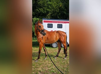 Oostenrijks warmbloed, Ruin, 14 Jaar, Bruin