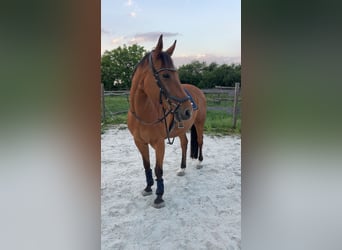 Oostenrijks warmbloed, Ruin, 15 Jaar, 155 cm, Bruin