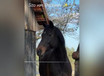 Oostenrijks warmbloed, Ruin, 15 Jaar, Bruin
