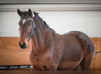 Oostenrijks warmbloed, Ruin, 17 Jaar, 172 cm, Bruin