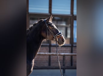 Oostenrijks warmbloed, Ruin, 17 Jaar, 173 cm, Donkerbruin