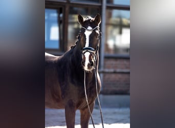 Oostenrijks warmbloed, Ruin, 17 Jaar, 173 cm, Donkerbruin