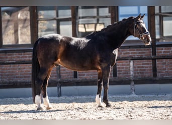 Oostenrijks warmbloed, Ruin, 17 Jaar, 173 cm, Donkerbruin