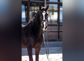 Oostenrijks warmbloed, Ruin, 17 Jaar, 173 cm, Donkerbruin