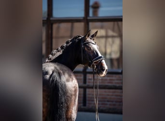 Oostenrijks warmbloed, Ruin, 17 Jaar, 173 cm, Donkerbruin