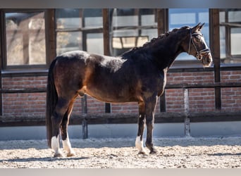 Oostenrijks warmbloed, Ruin, 17 Jaar, 173 cm, Donkerbruin