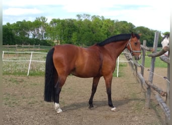 Oostenrijks warmbloed, Ruin, 19 Jaar, 164 cm, Bruin