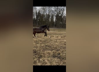 Oostenrijks warmbloed, Ruin, 20 Jaar, 165 cm, Bruin