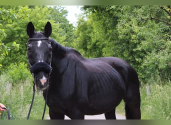 Oostenrijks warmbloed, Ruin, 23 Jaar, 176 cm, Zwart