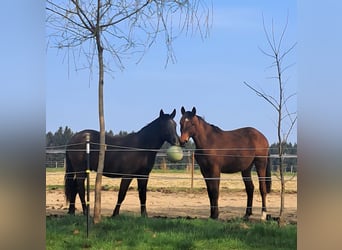 Oostenrijks warmbloed, Ruin, 2 Jaar, 168 cm, Bruin