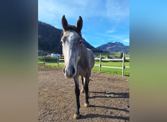 Oostenrijks warmbloed, Ruin, 2 Jaar, 170 cm