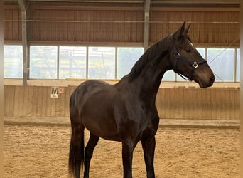 Oostenrijks warmbloed, Ruin, 3 Jaar, 168 cm, Donkerbruin