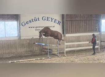 Oostenrijks warmbloed, Ruin, 3 Jaar, 168 cm, Vos