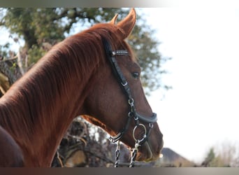 Oostenrijks warmbloed, Ruin, 3 Jaar, 169 cm, Vos