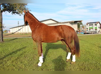 Oostenrijks warmbloed, Ruin, 3 Jaar, 169 cm, Vos