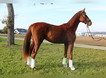 Oostenrijks warmbloed, Ruin, 3 Jaar, 169 cm, Vos