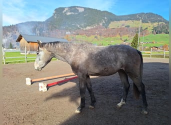 Oostenrijks warmbloed, Ruin, 3 Jaar, 170 cm, Appelschimmel