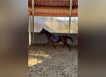 Oostenrijks warmbloed, Ruin, 3 Jaar, 170 cm, Bruin