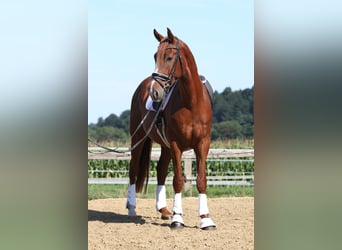 Oostenrijks warmbloed, Ruin, 3 Jaar, 173 cm, Vos