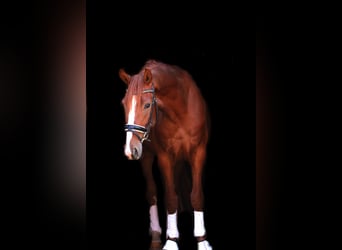 Oostenrijks warmbloed, Ruin, 3 Jaar, 173 cm, Vos