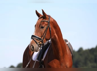 Oostenrijks warmbloed, Ruin, 3 Jaar, 173 cm, Vos