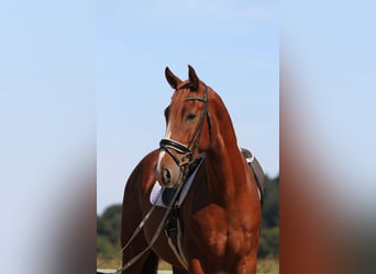 Oostenrijks warmbloed, Ruin, 3 Jaar, 173 cm, Vos