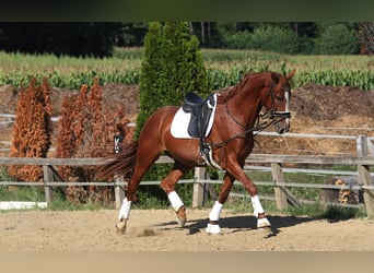 Oostenrijks warmbloed, Ruin, 3 Jaar, 173 cm, Vos