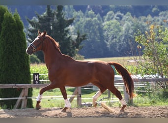Oostenrijks warmbloed, Ruin, 3 Jaar, 173 cm, Vos