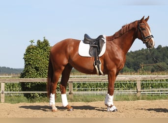 Oostenrijks warmbloed, Ruin, 3 Jaar, 173 cm, Vos
