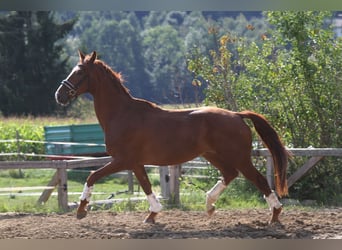 Oostenrijks warmbloed, Ruin, 3 Jaar, 173 cm, Vos