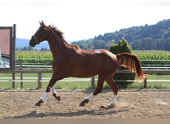 Oostenrijks warmbloed, Ruin, 3 Jaar, 173 cm, Vos