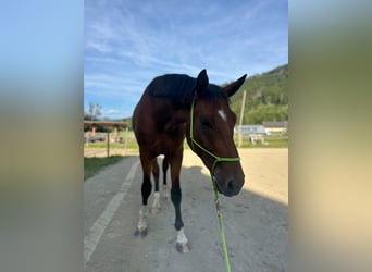 Oostenrijks warmbloed, Ruin, 3 Jaar, 175 cm, Bruin