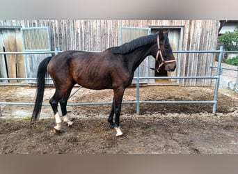 Oostenrijks warmbloed, Ruin, 3 Jaar, Bruin
