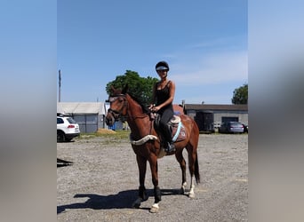 Oostenrijks warmbloed, Ruin, 4 Jaar, 155 cm, Bruin