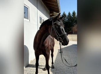 Oostenrijks warmbloed, Ruin, 4 Jaar, 158 cm, Zwart