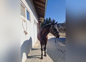 Oostenrijks warmbloed, Ruin, 4 Jaar, 158 cm, Zwart