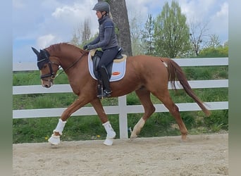 Oostenrijks warmbloed, Ruin, 4 Jaar, 163 cm, Vos