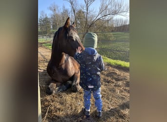 Oostenrijks warmbloed, Ruin, 4 Jaar, 165 cm, Donkerbruin