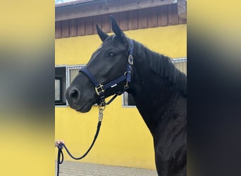 Oostenrijks warmbloed, Ruin, 4 Jaar, 167 cm, Zwart