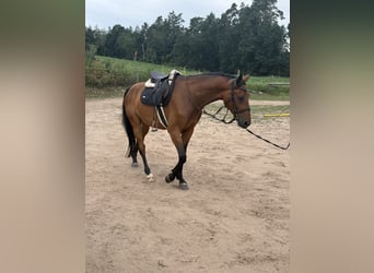 Oostenrijks warmbloed, Ruin, 4 Jaar, 168 cm, Bruin