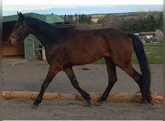 Oostenrijks warmbloed, Ruin, 4 Jaar, 168 cm, Donkerbruin