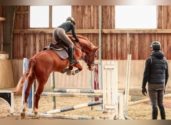 Oostenrijks warmbloed, Ruin, 4 Jaar, 168 cm, Vos